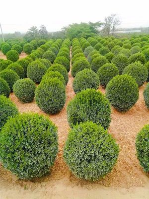 北方秋冬苗市行情預(yù)測(cè) 園林綠化設(shè)計(jì)與施工視角下的逆勢(shì)苗木分析